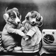 Illustration for article titled Dogs Listening to the Radio Will Cure Your Case of the Mondays